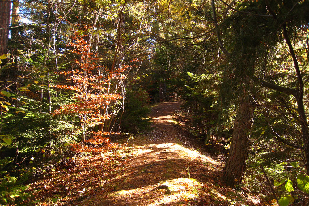 Chemin montant à l'Ardève