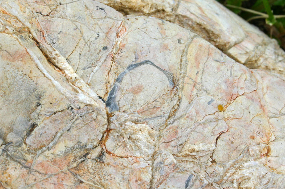 Fossile
