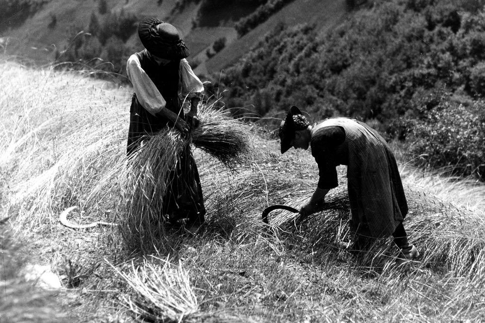 Les céréales et les pommes de terre comptent parmi les denrées indispensables à la survie des agriculteurs