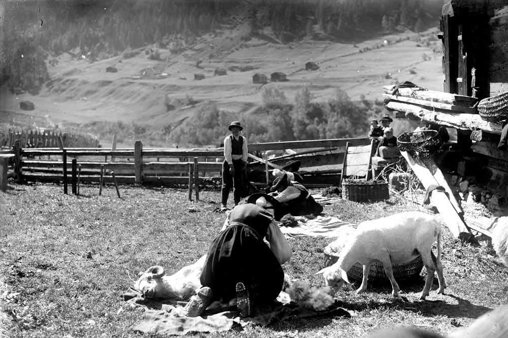Tondu à la fin de l’hiver et en automne, un mouton fournit environ deux kilos de laine par an