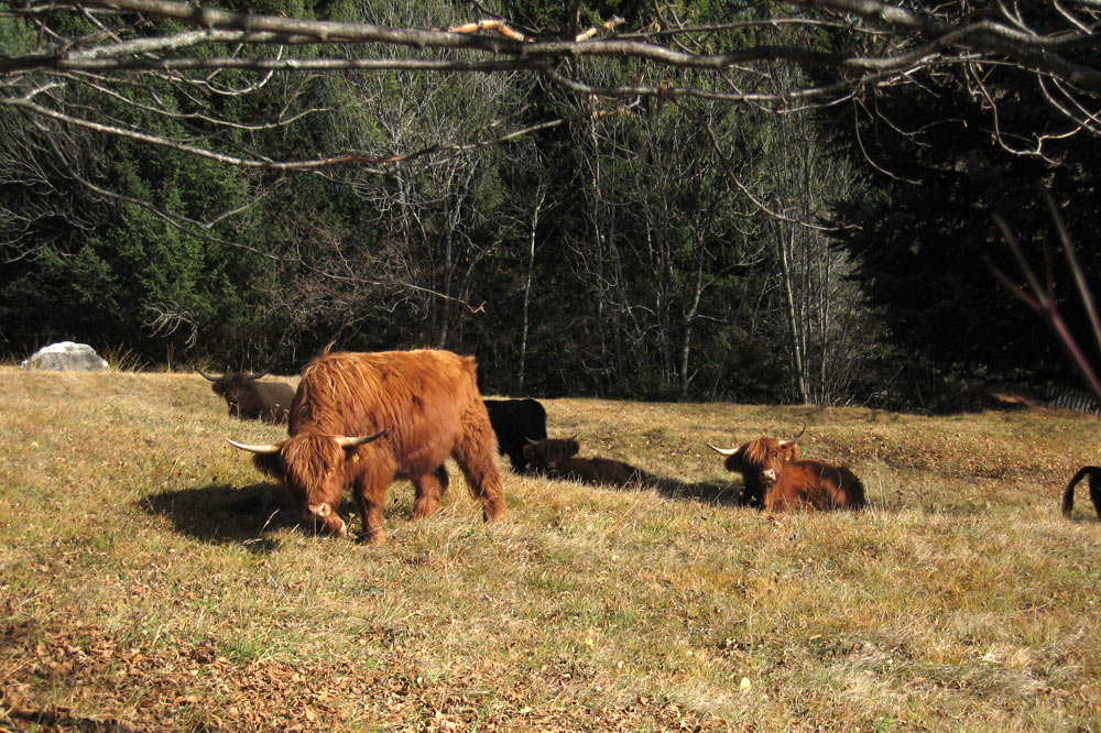 Highlands de Cordona