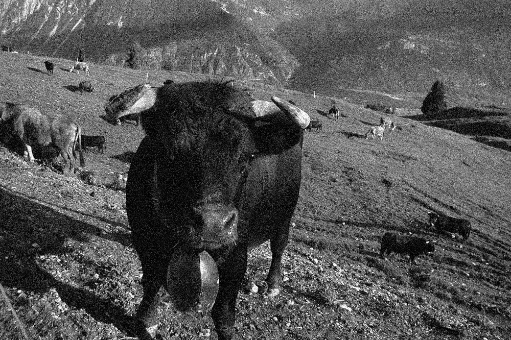 Vaches de la race d'Herens