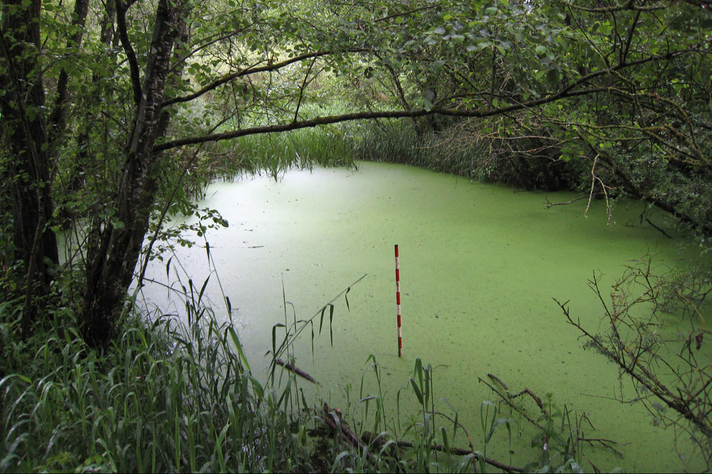 Étang recouvert de lentilles d'eau (eutrophe)