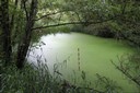 Étang recouvert de lentilles d'eau (eutrophe)