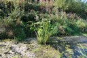 Etang naturel crée par la rivière