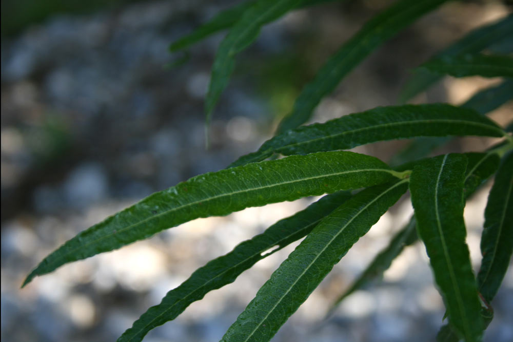 Feuilles de saule