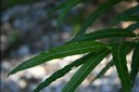 Feuilles de saule
