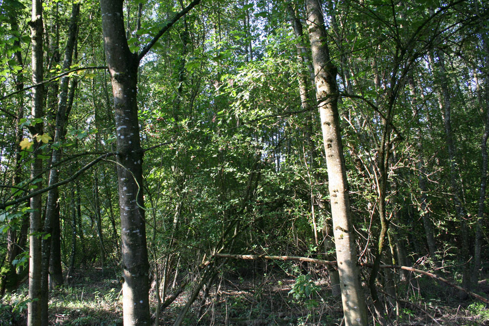 Forêt alluviale d'Autigny