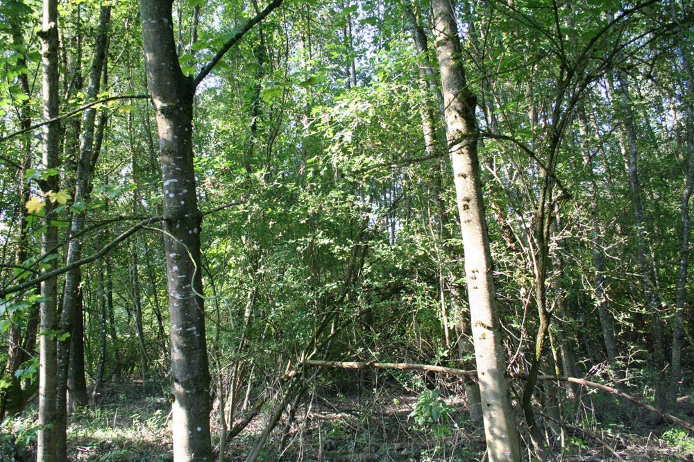 Forêt alluviale d'essences à bois dur