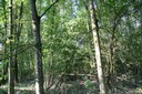Forêt alluviale d'essences à bois dur