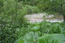 Végétation pionnière de la zone alluviale