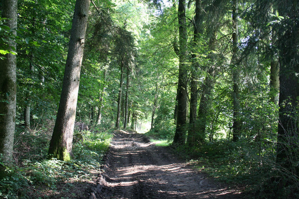 Sentier forestier