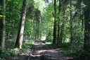 Sentier forestier