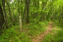 Bois de Fargout