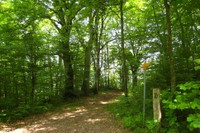 Vieux arbres