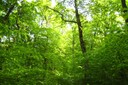 Arbre prometteur
