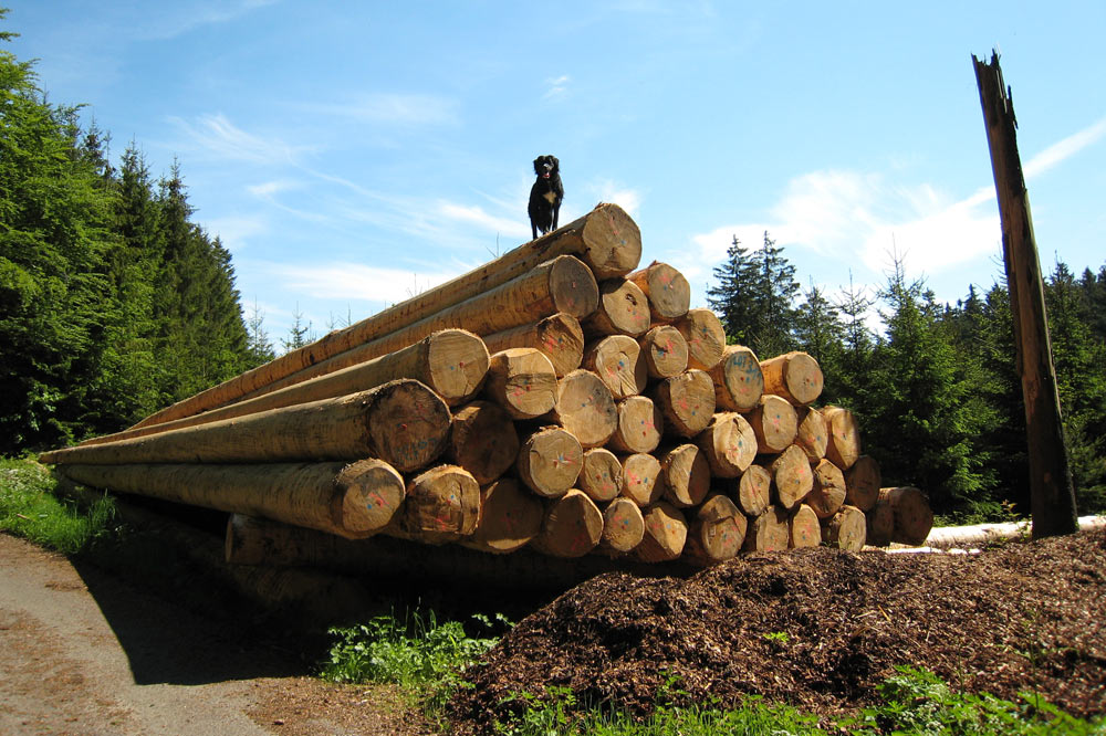 Billes de bois