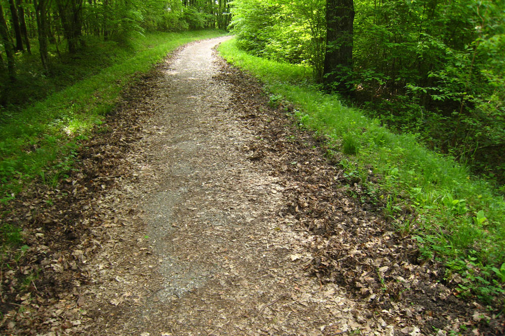 Chemin forestier