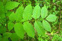 Feuille de frêne