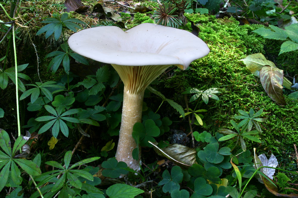 Clitocybe géotrope