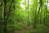 Flux et reflux de la forêt