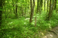 Plantes de sous-bois