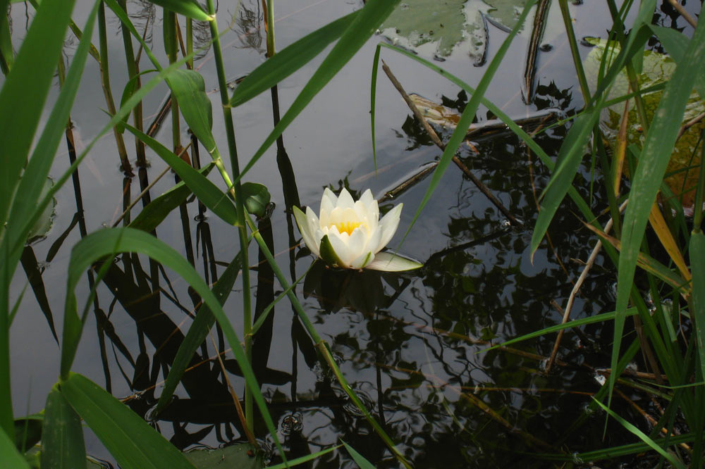 Nénuphar