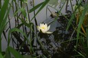 Nénuphar