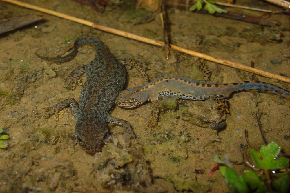 Tritons alpestres