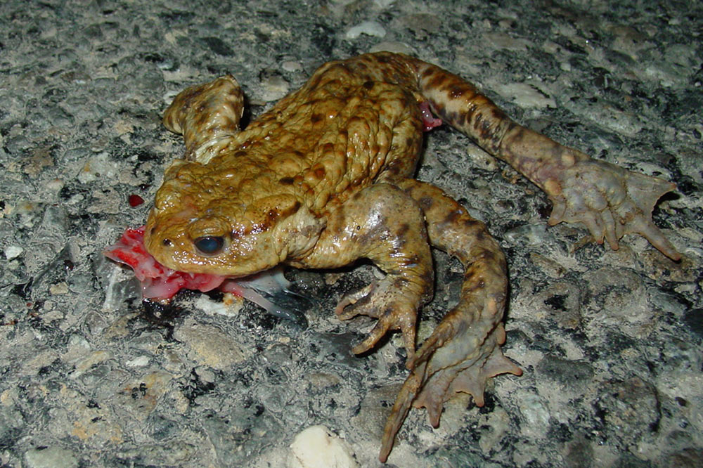 Crapaud écrasé