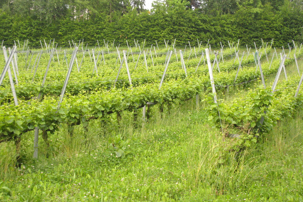 Herbe dans les vignes