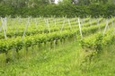 Herbe dans les vignes