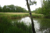 Les îles de l'Arve