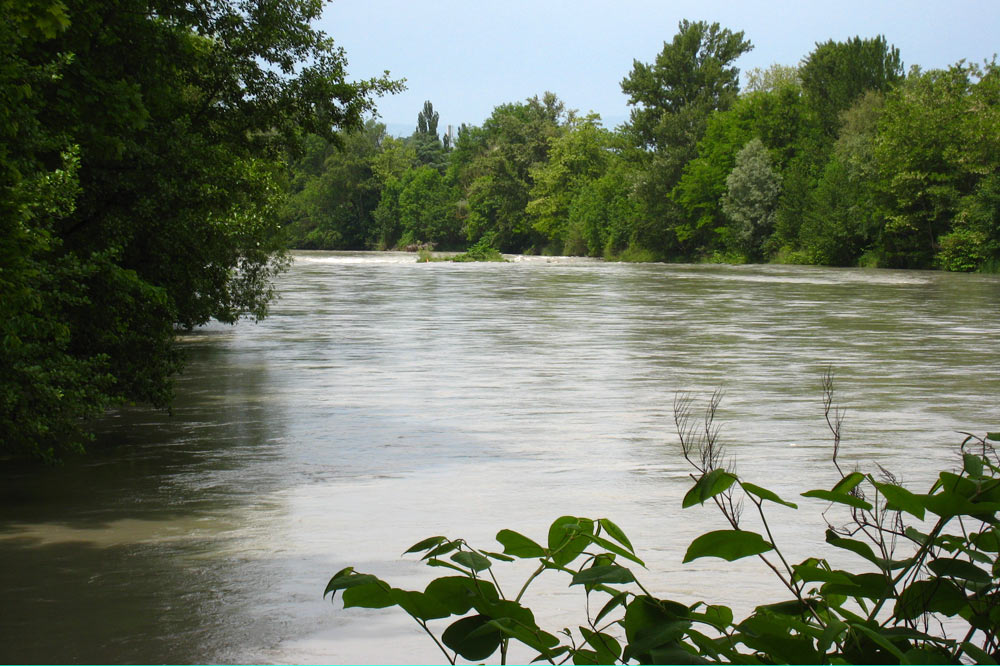 Ripisylve de l'Arve