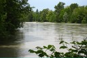 Ripisylve de l'Arve