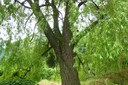 Saule