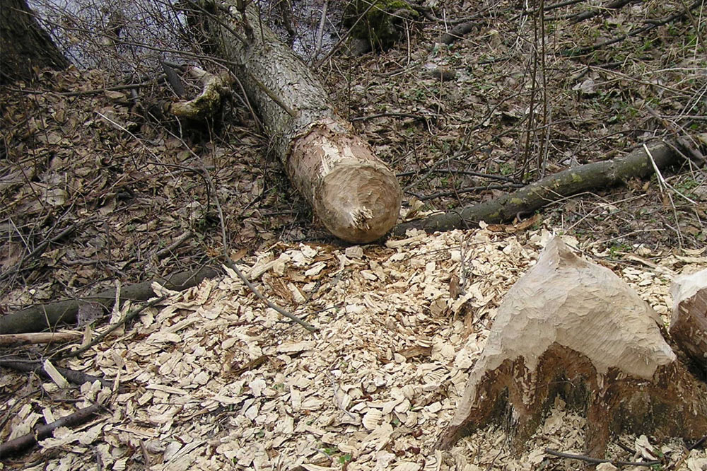 Tronc coupé par un castor