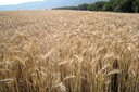 Champ de blé