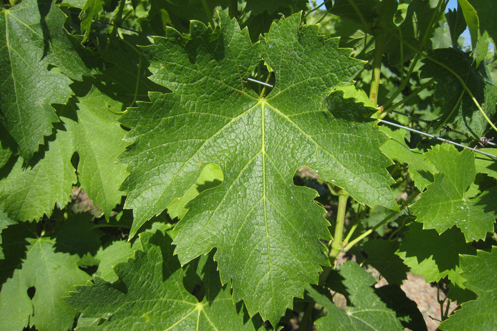 Feuilles de vigne