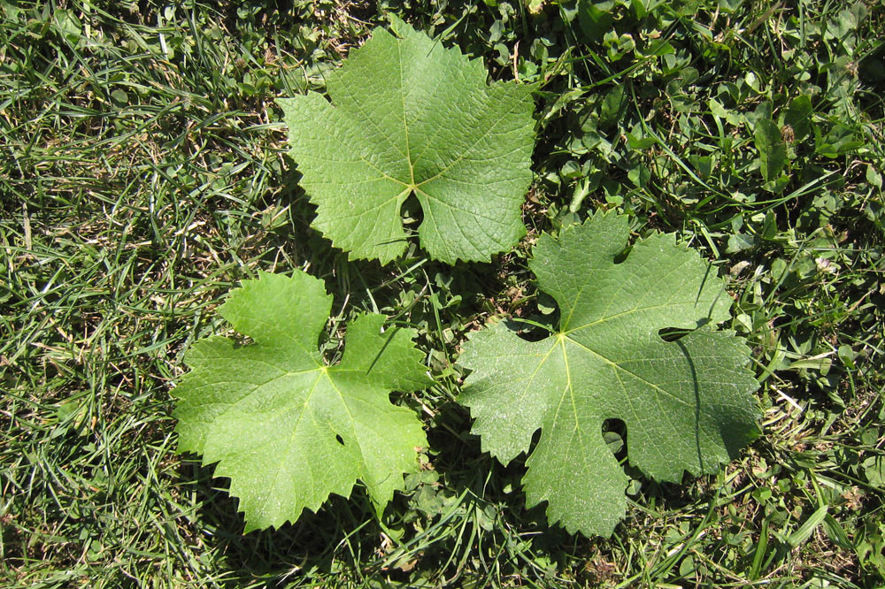 Feuilles de différents cépages