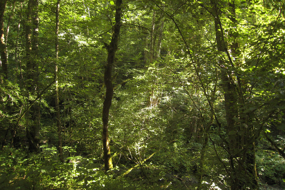 Forêt de la Roulavaz