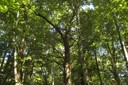 Forêt de Dardagny