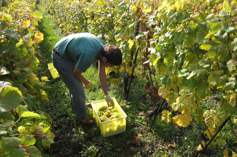 Vendanges