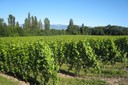 Vignoble de Dardagny