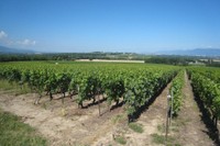 Vue sur le vignoble de Dardagny