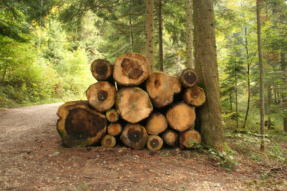 La forêt produit en permanence de la "matière première bois"