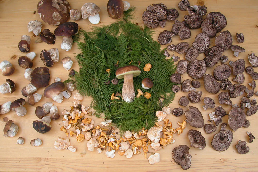 Cueillette de champignons