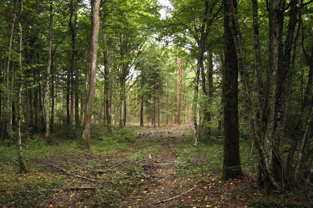 Des forêts différentes se côtoient