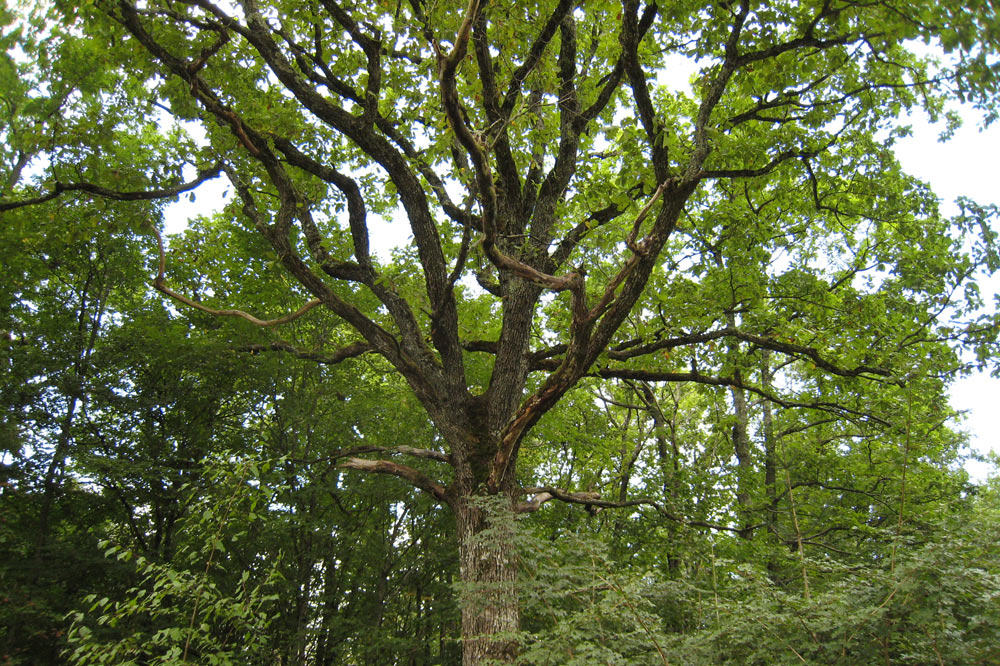 Vieux chêne