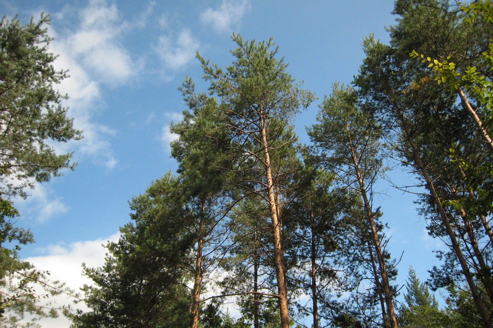 Forêt de transformation